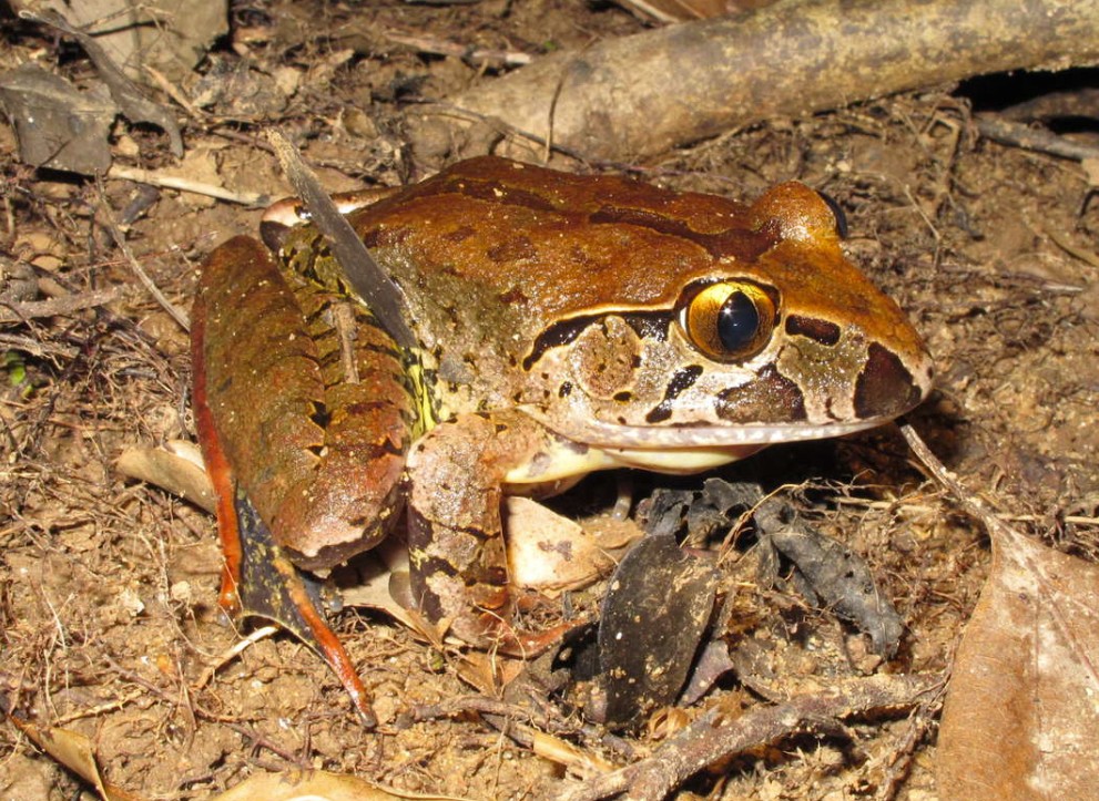 Giant Barred Frog
